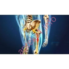 Препарати для лікування захворювань кістково-м'язової системи та опорно-рухового апарату